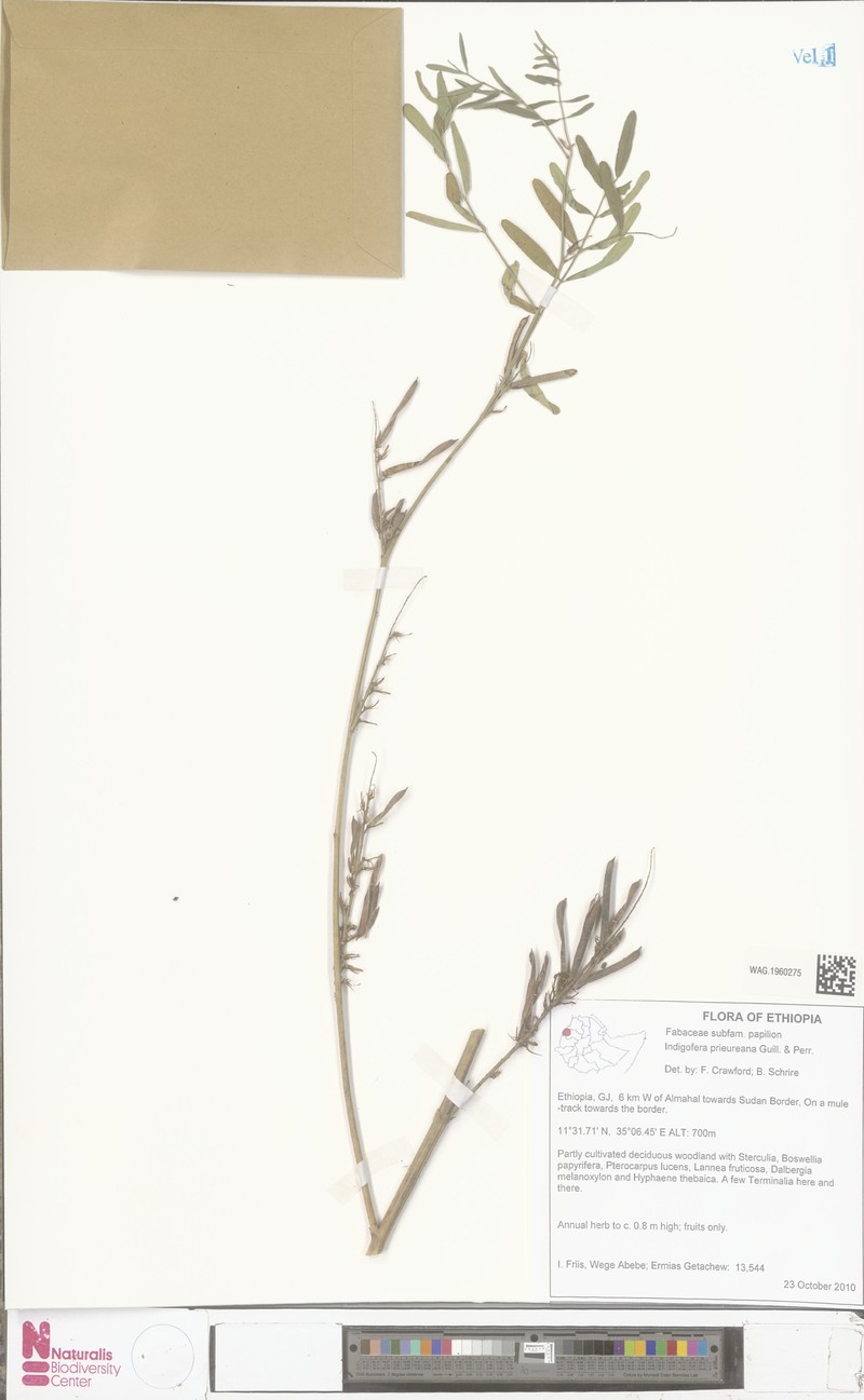 Indigofera prieureana photo 2