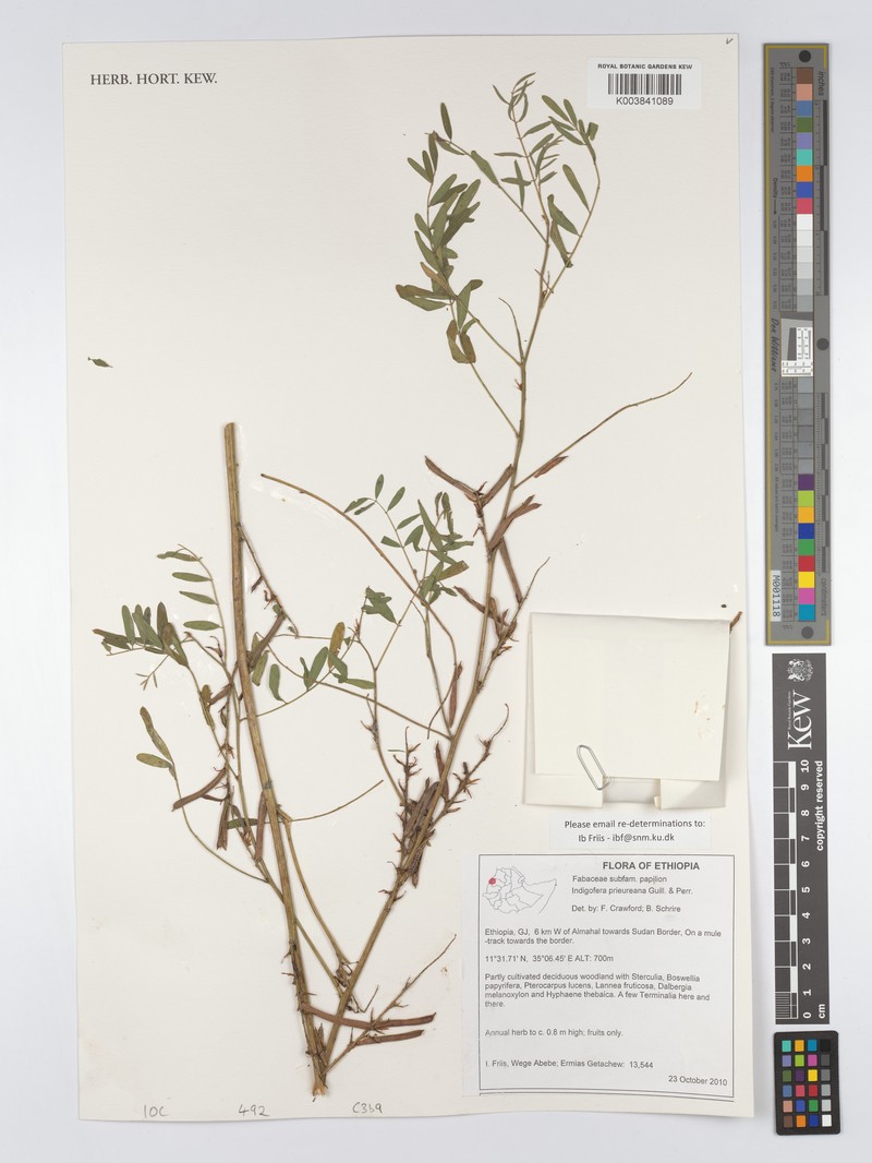 Indigofera prieureana photo 4