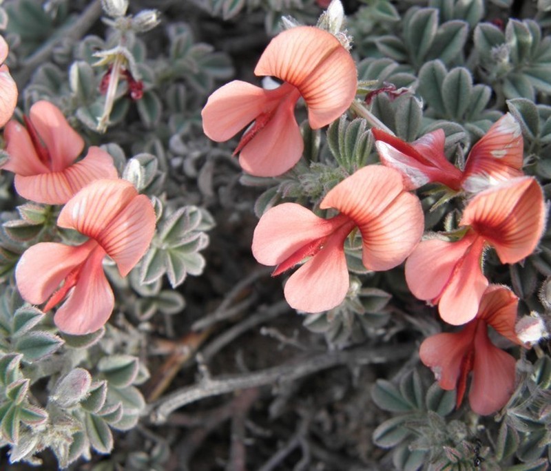 Indigofera priorii