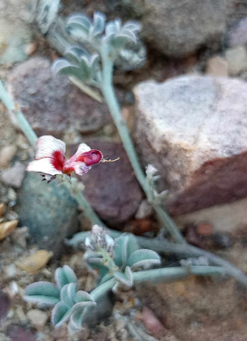 Indigofera priorii photo 4