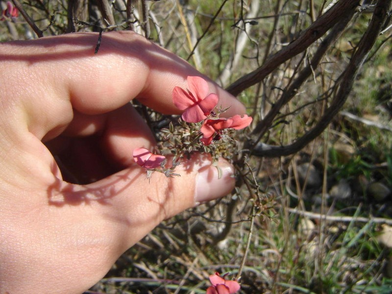 Indigofera priorii photo 6