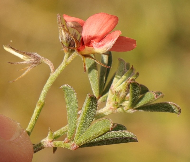 Indigofera priorii photo 7