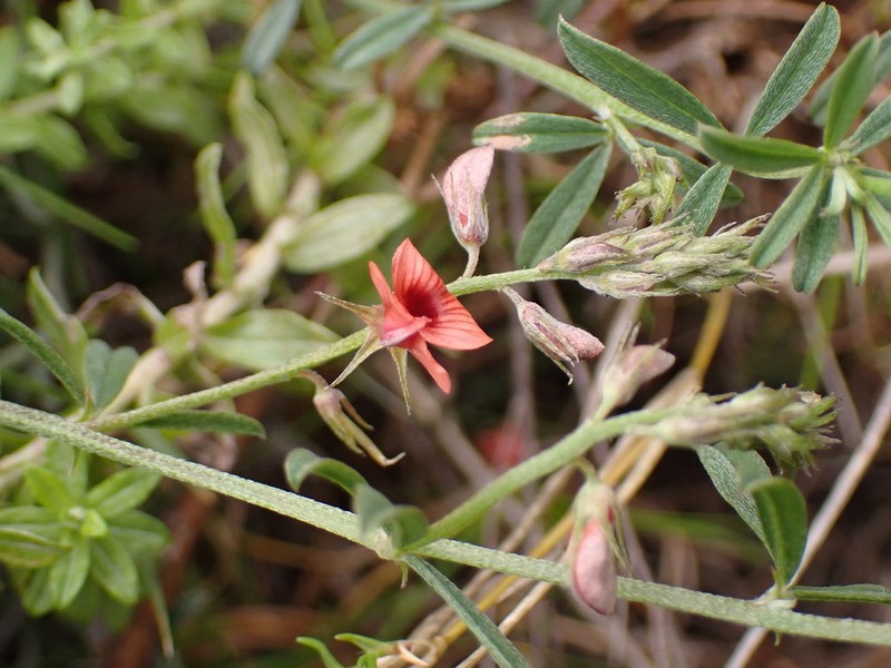 Indigofera priorii photo 8