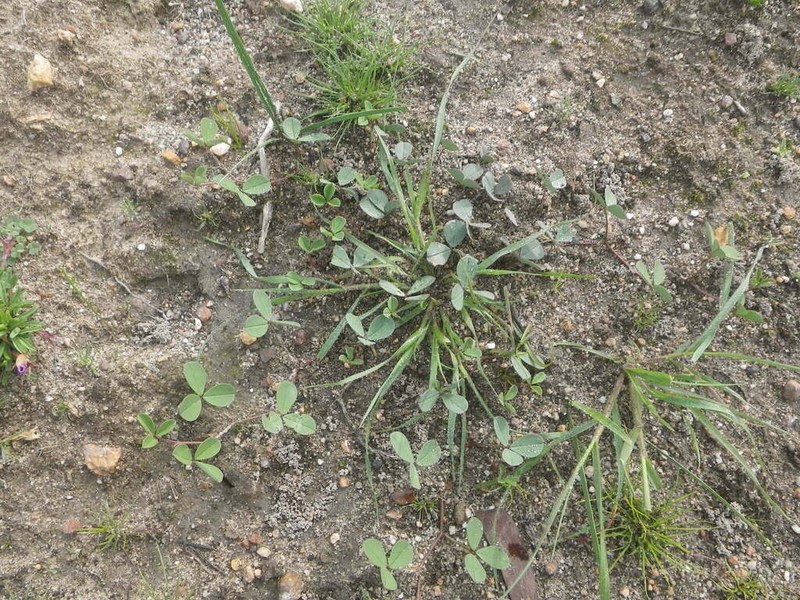 Indigofera procumbens