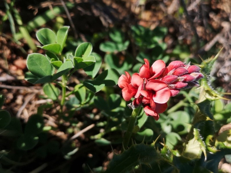 Indigofera procumbens photo 2