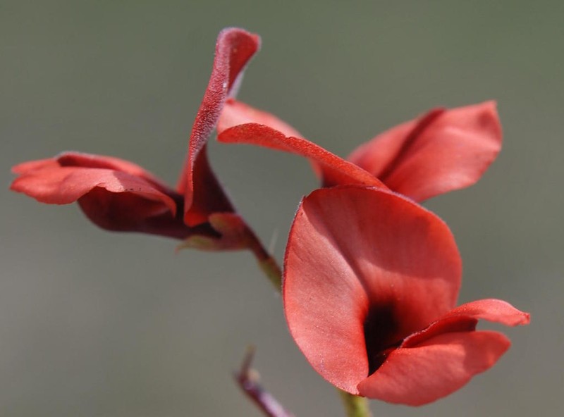 Indigofera procumbens photo 3
