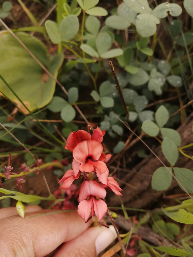 Indigofera procumbens photo 4