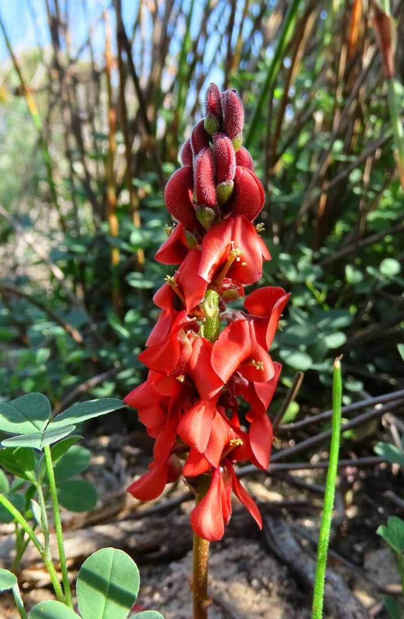 Indigofera procumbens photo 5