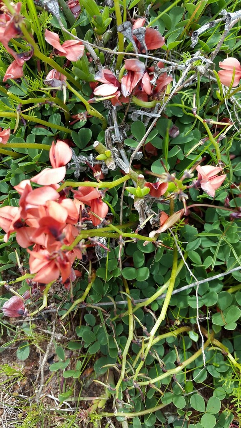 Indigofera procumbens photo 6