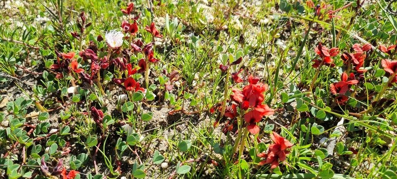 Indigofera procumbens photo 8