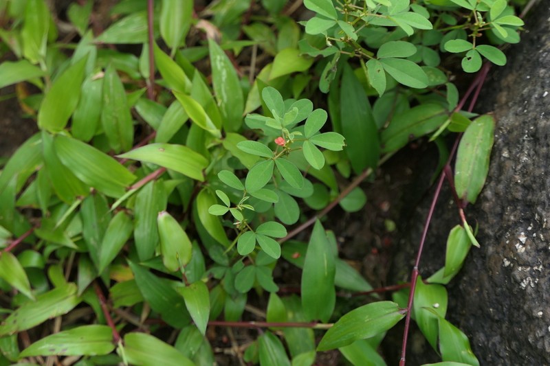 Indigofera prostrata photo 2
