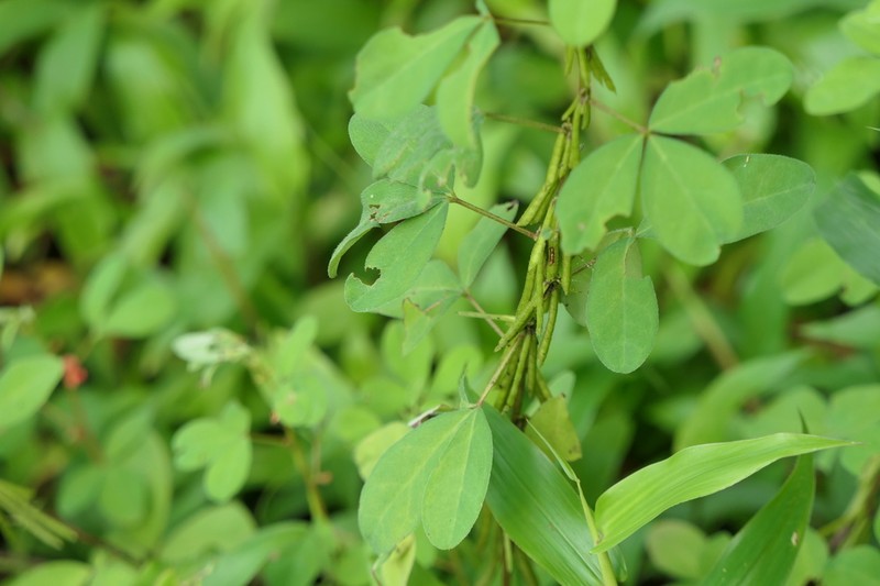 Indigofera prostrata photo 3