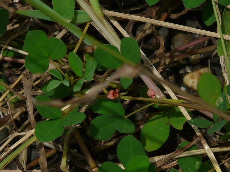 Indigofera prostrata photo 5