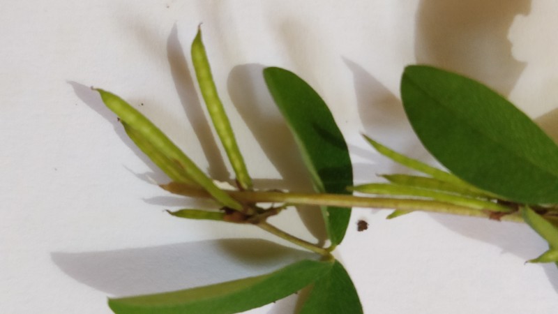 Indigofera prostrata photo 6