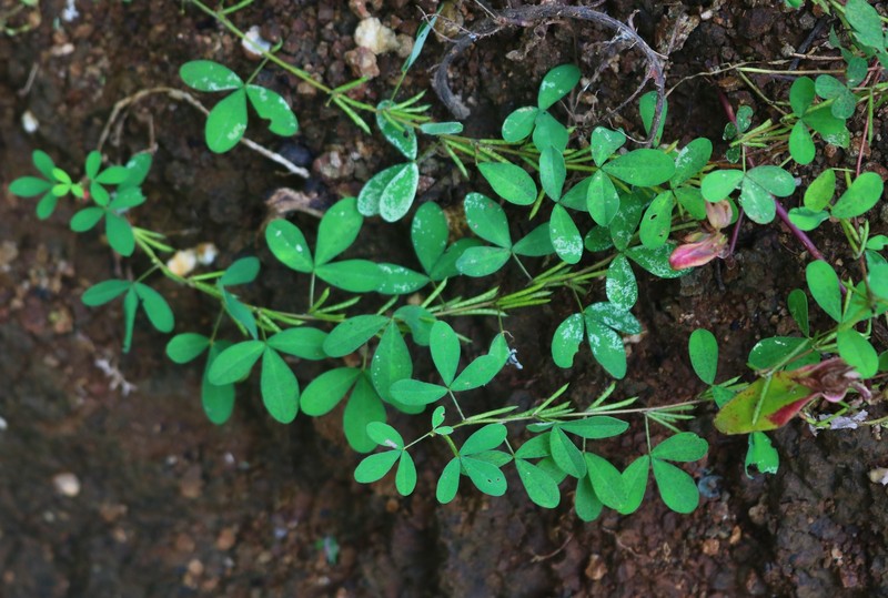 Indigofera prostrata photo 7