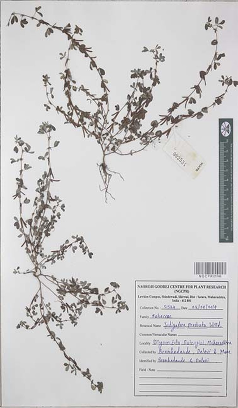 Indigofera prostrata photo 8