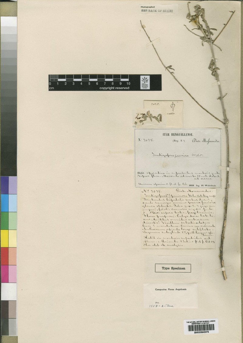 Indigofera pruinosa
