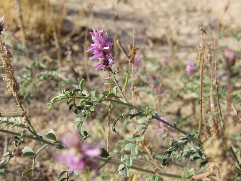 Indigofera psammophila