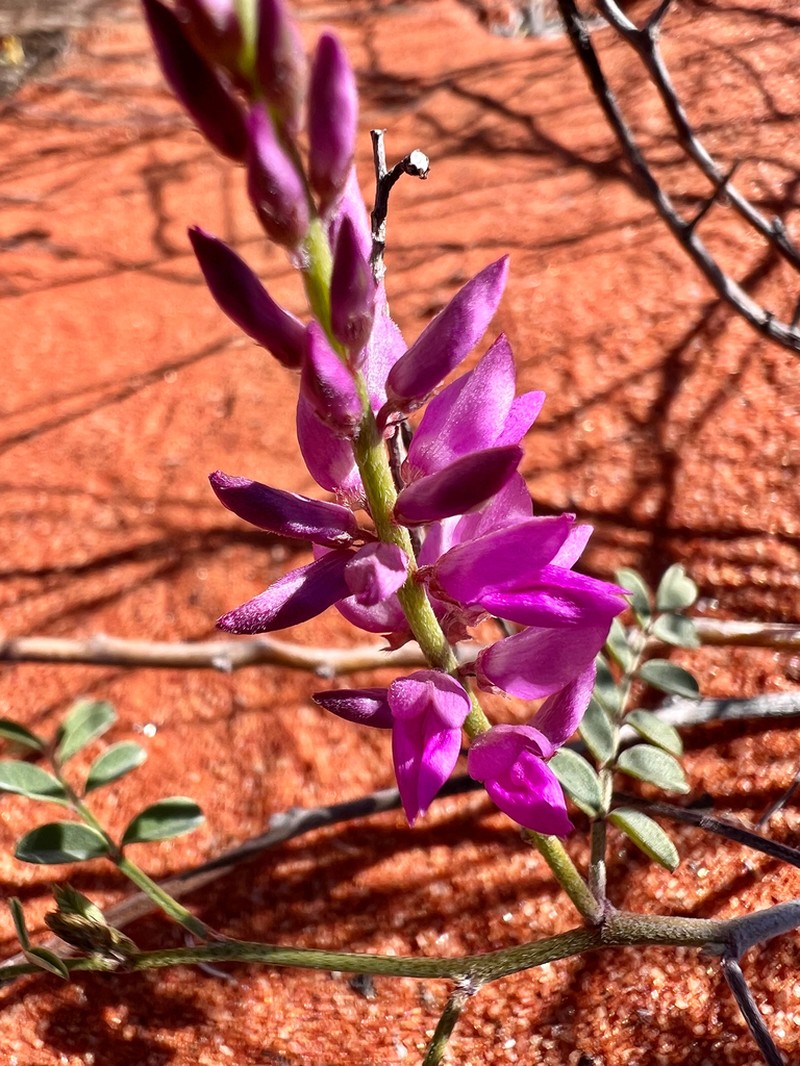 Indigofera psammophila photo 2