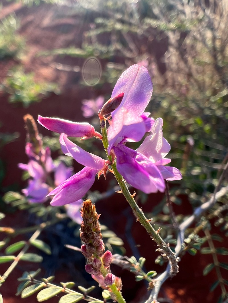 Indigofera psammophila photo 3