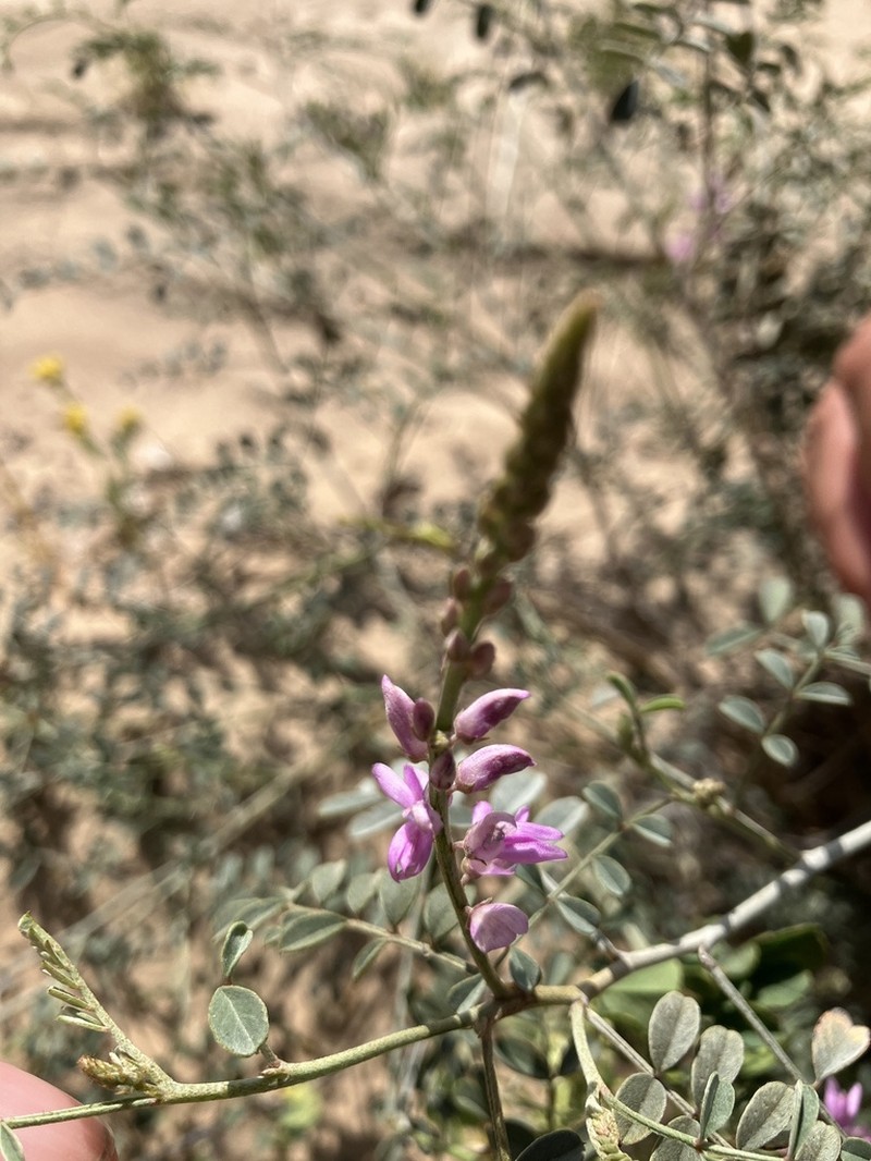 Indigofera psammophila photo 4