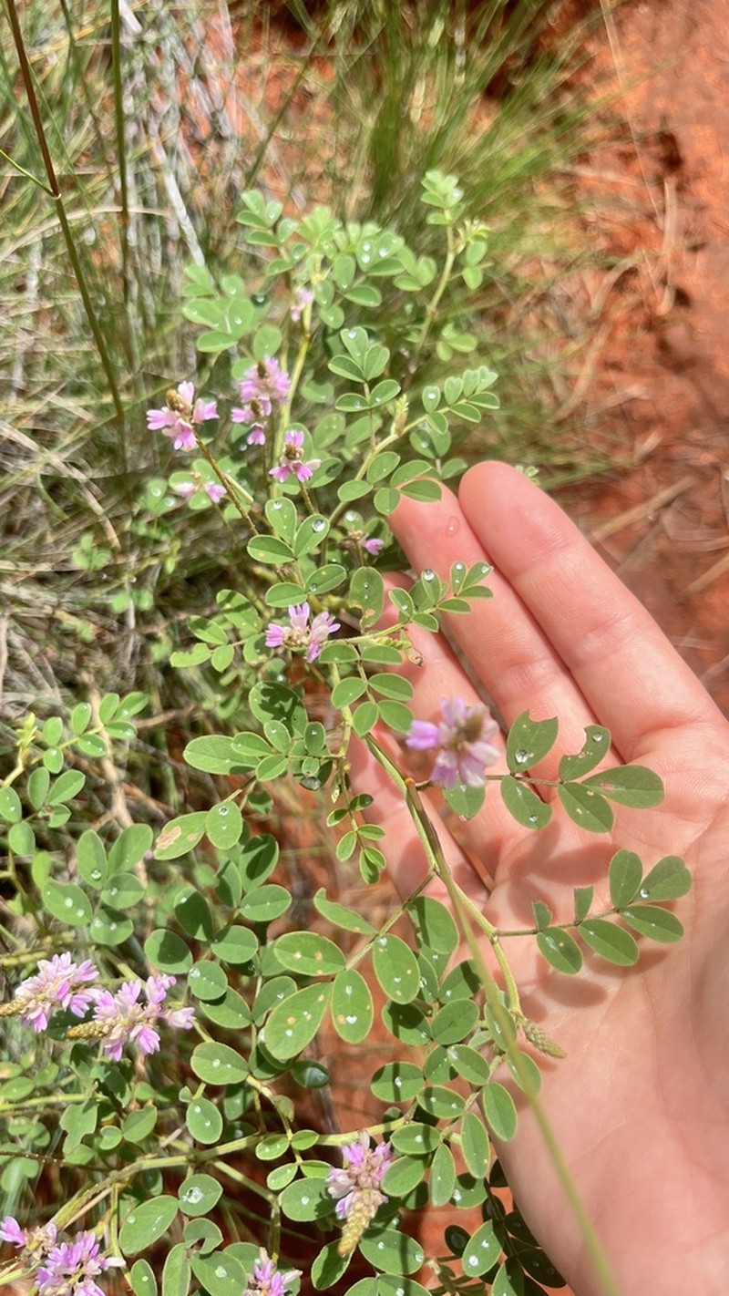 Indigofera psammophila photo 5