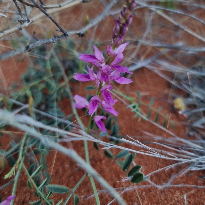 Indigofera psammophila photo 6