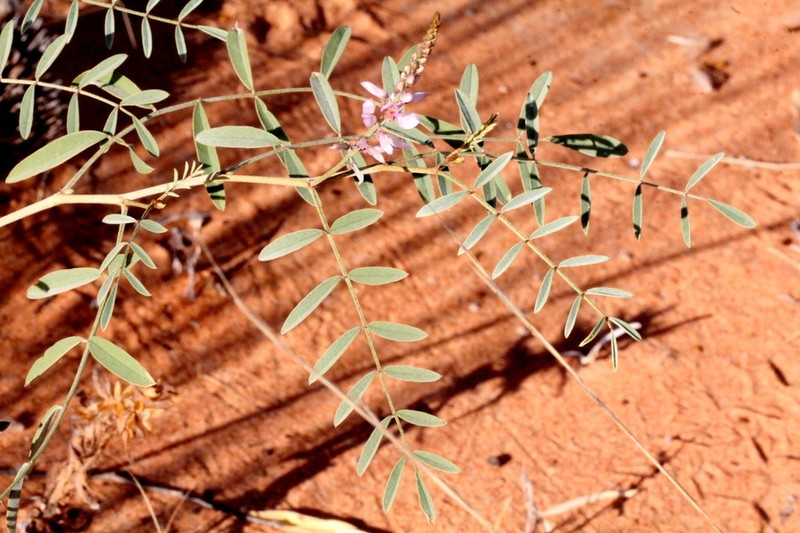 Indigofera psammophila photo 7