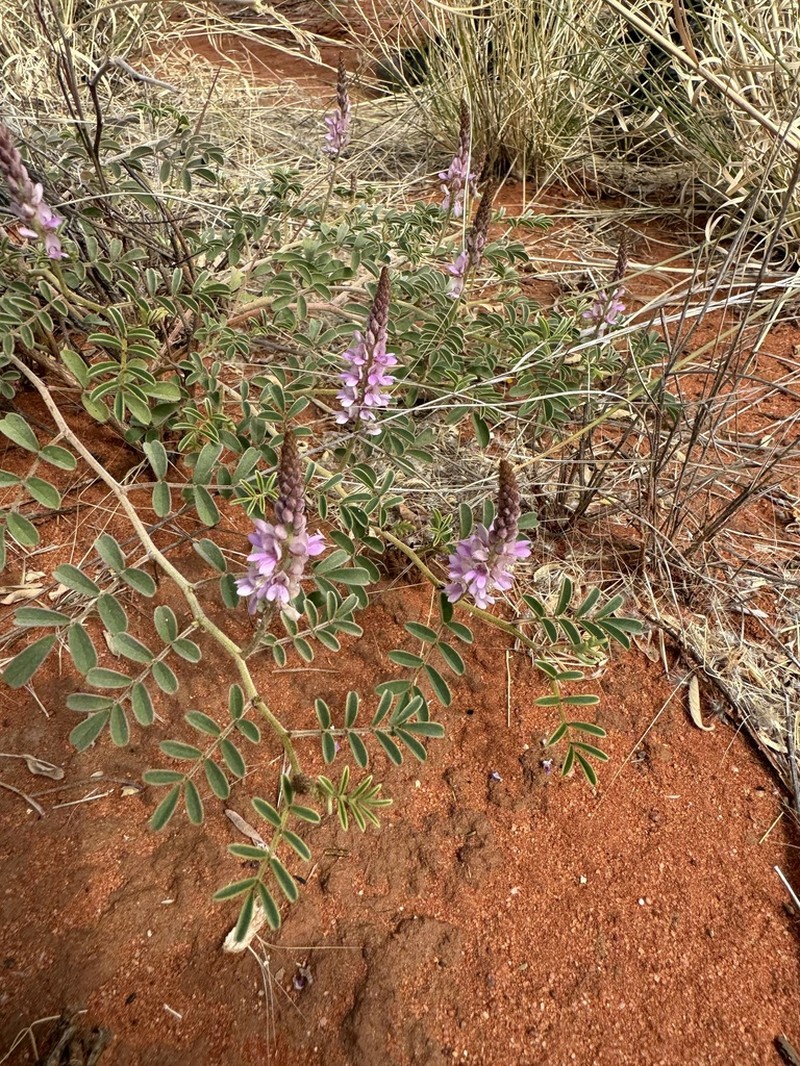 Indigofera psammophila photo 8