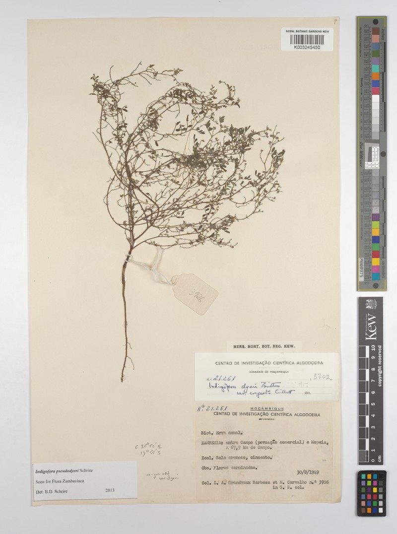 Indigofera pseudodyeri