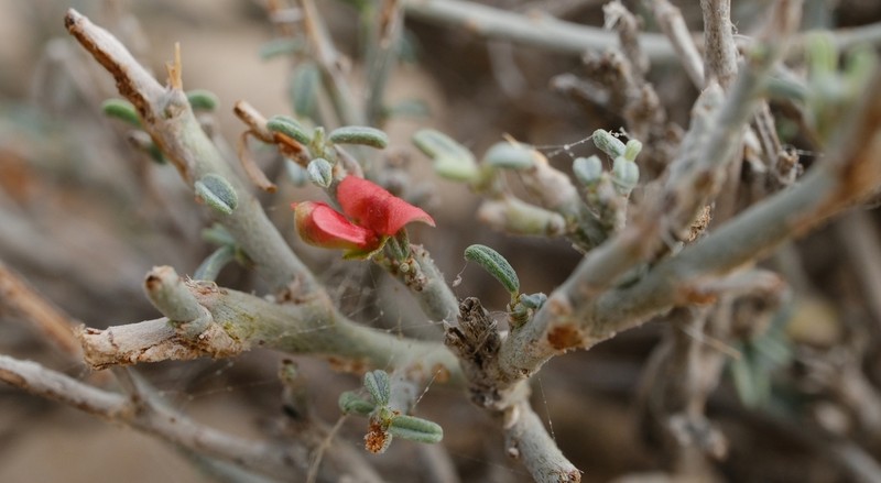 Indigofera pseudointricata photo 3