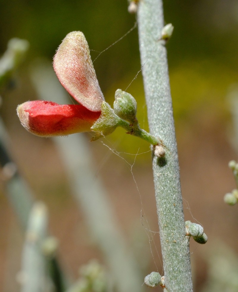 Indigofera pseudointricata photo 5