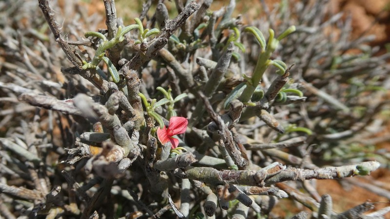 Indigofera pseudointricata photo 6