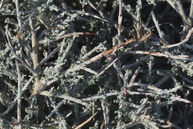 Indigofera pseudointricata photo 7