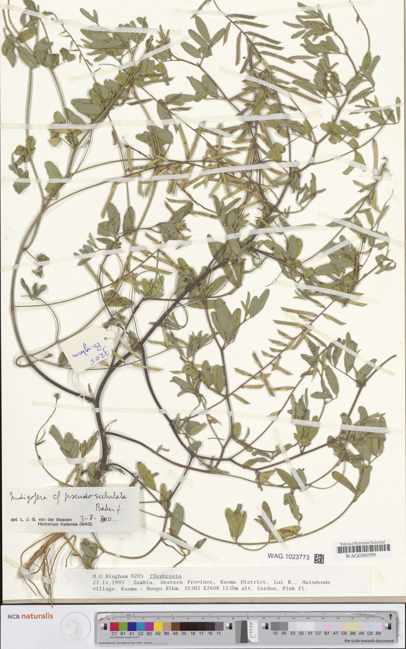 Indigofera pseudosubulata