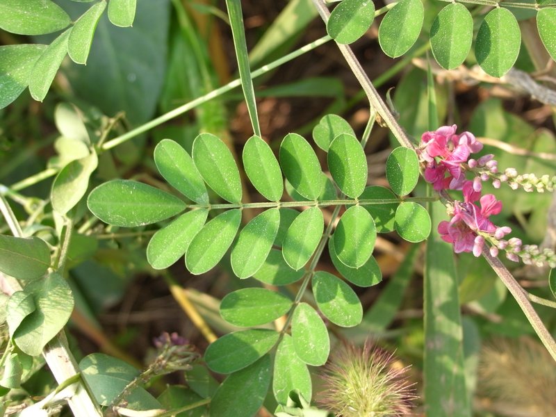 Indigofera pseudotinctoria