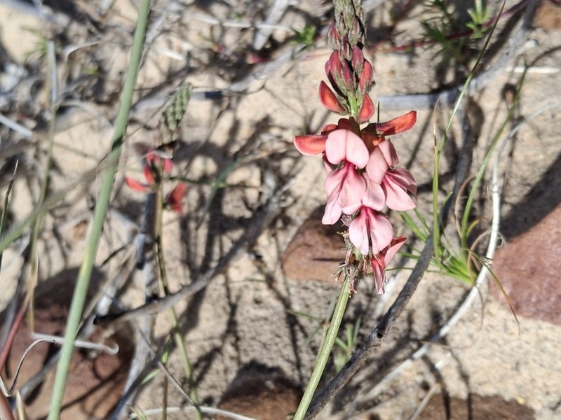 Indigofera psoraloides