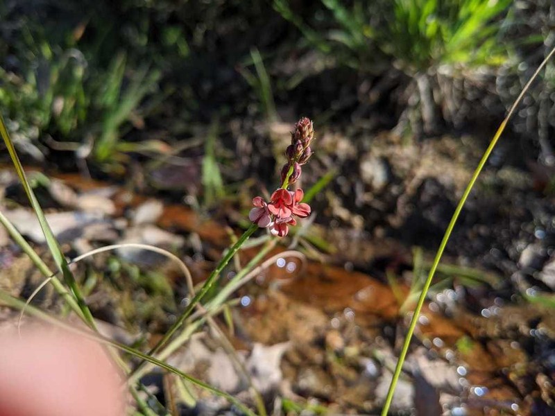Indigofera psoraloides photo 2