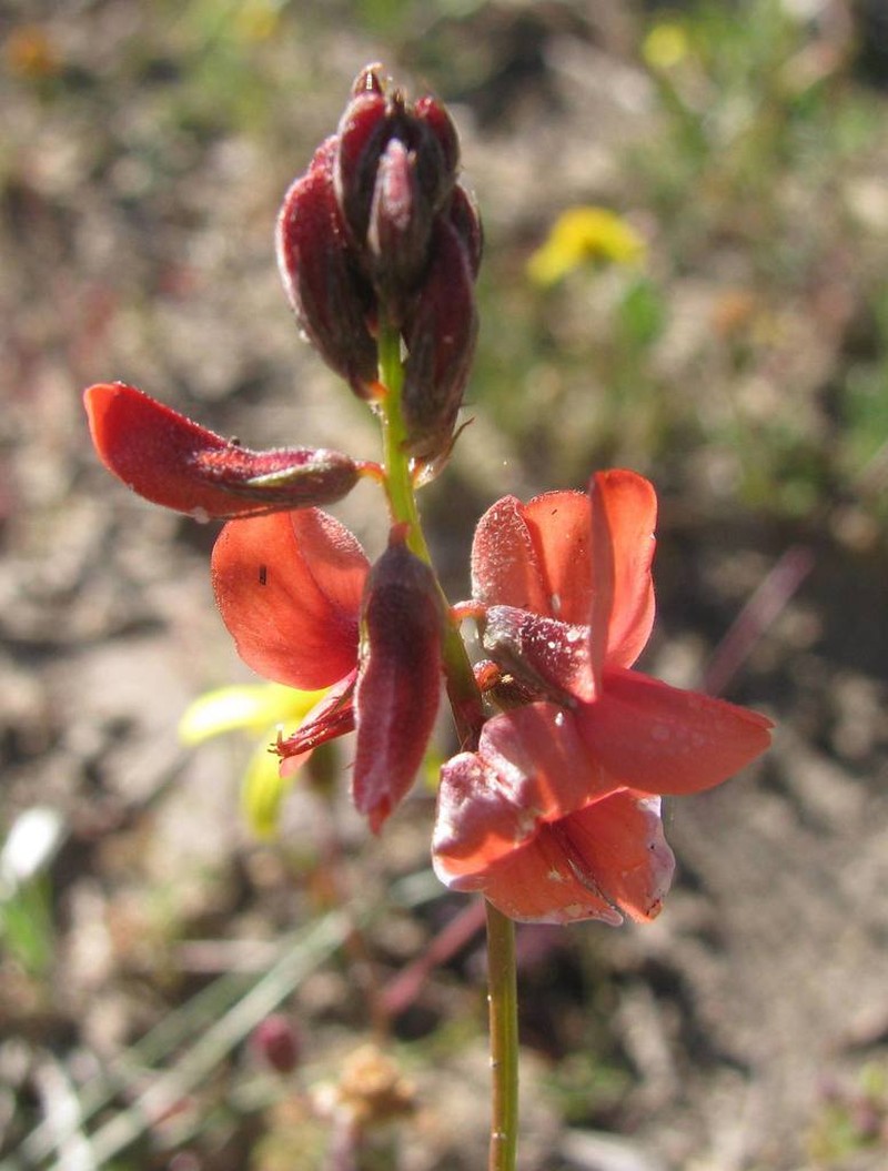 Indigofera psoraloides photo 3