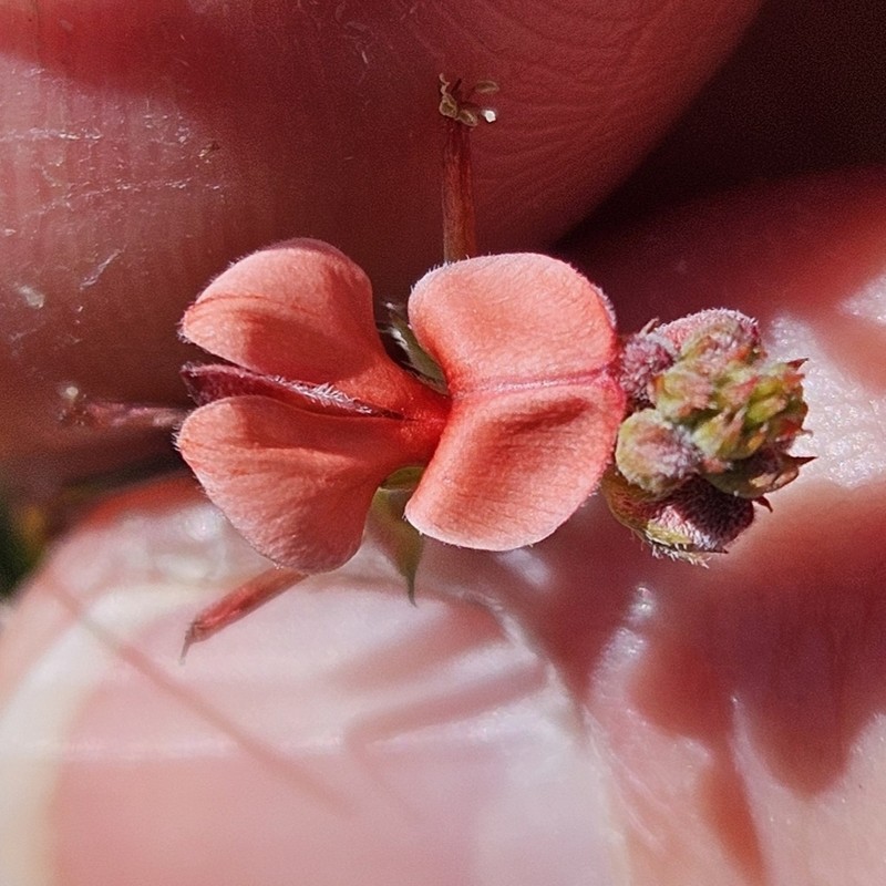 Indigofera psoraloides photo 4