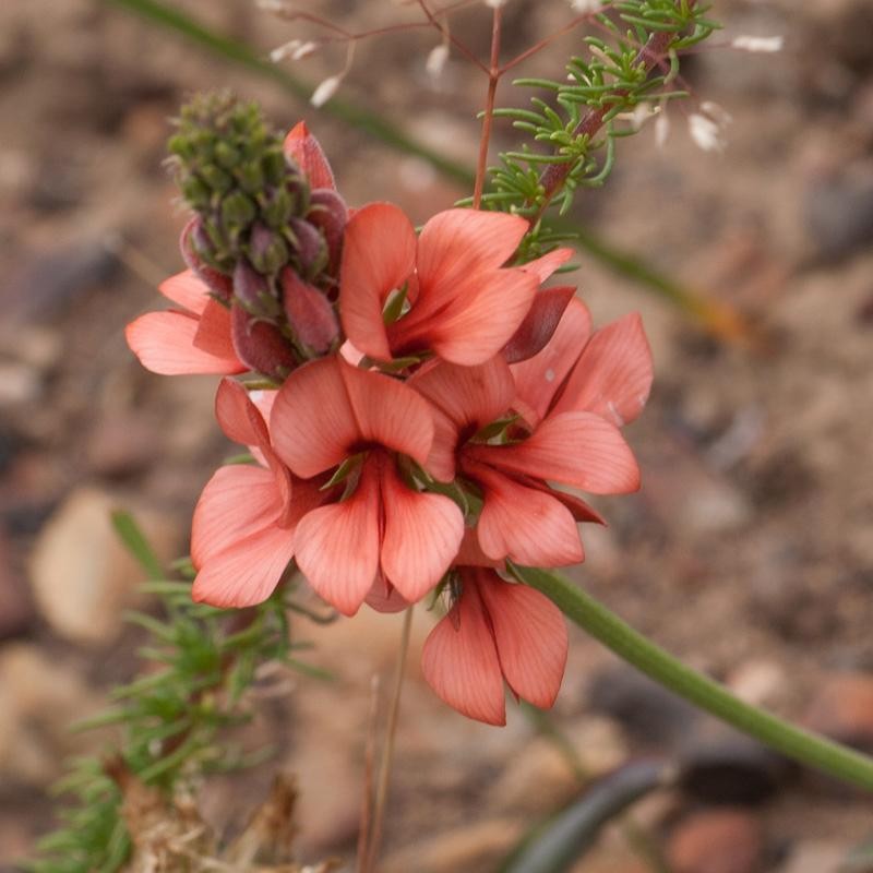 Indigofera psoraloides photo 6