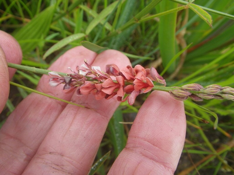 Indigofera psoraloides photo 7
