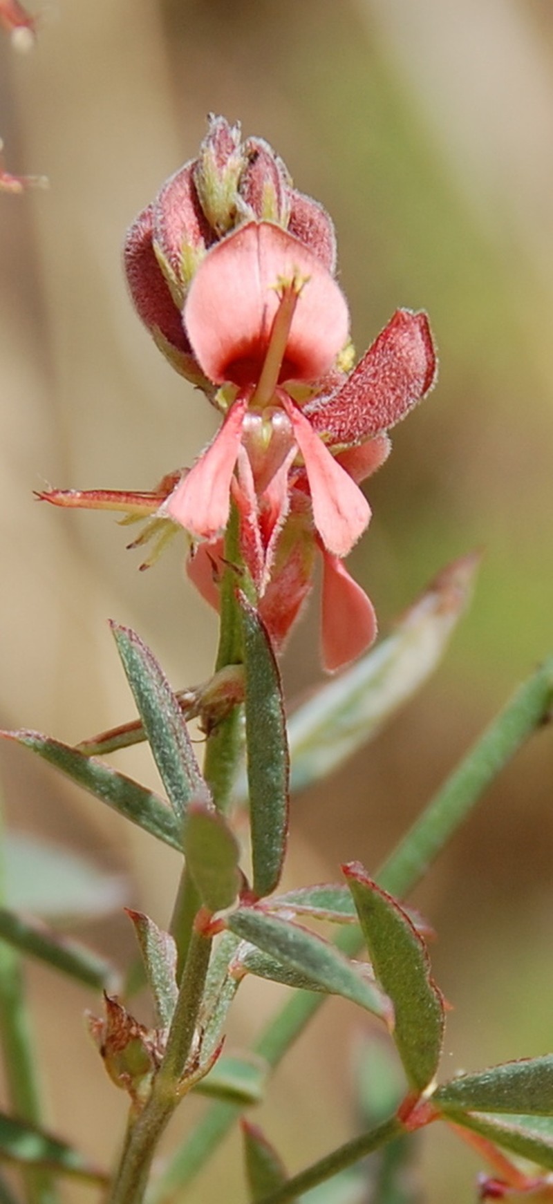 Indigofera psoraloides photo 8