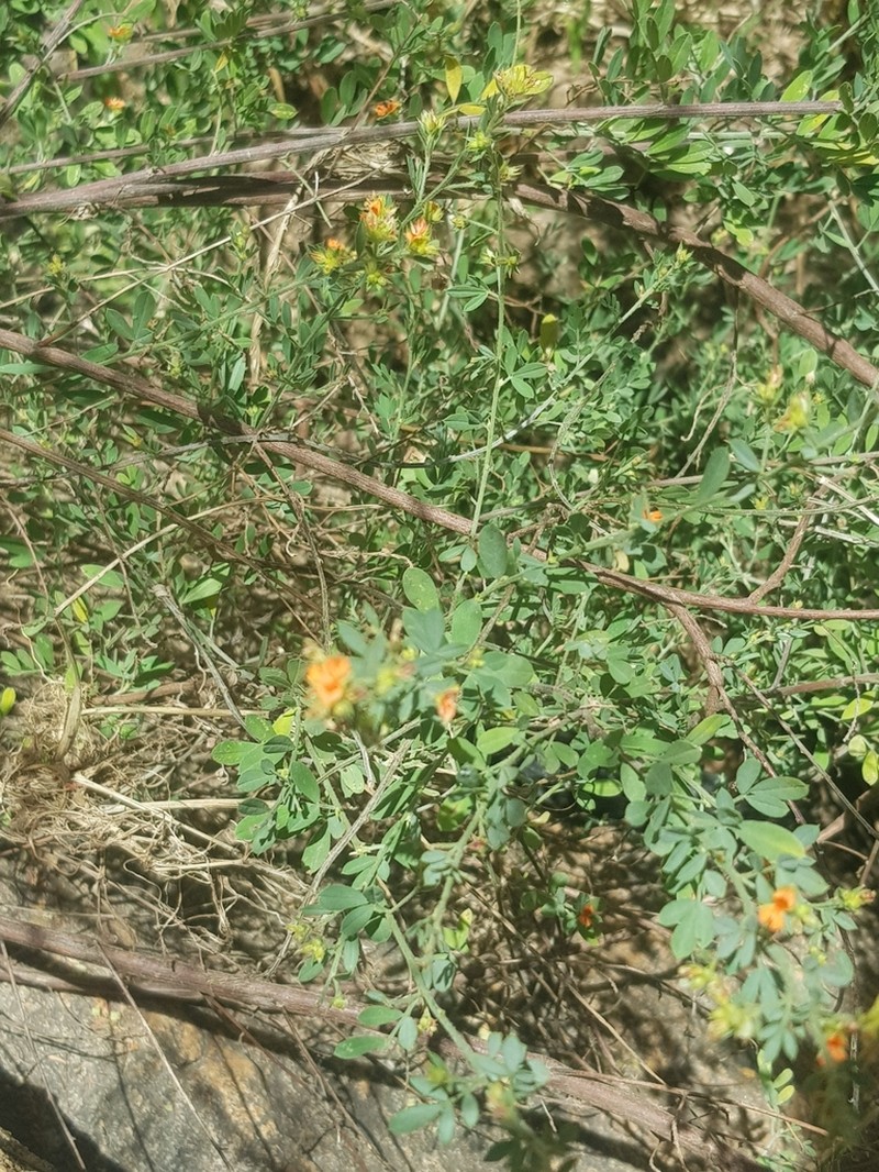 Indigofera pulchra photo 2