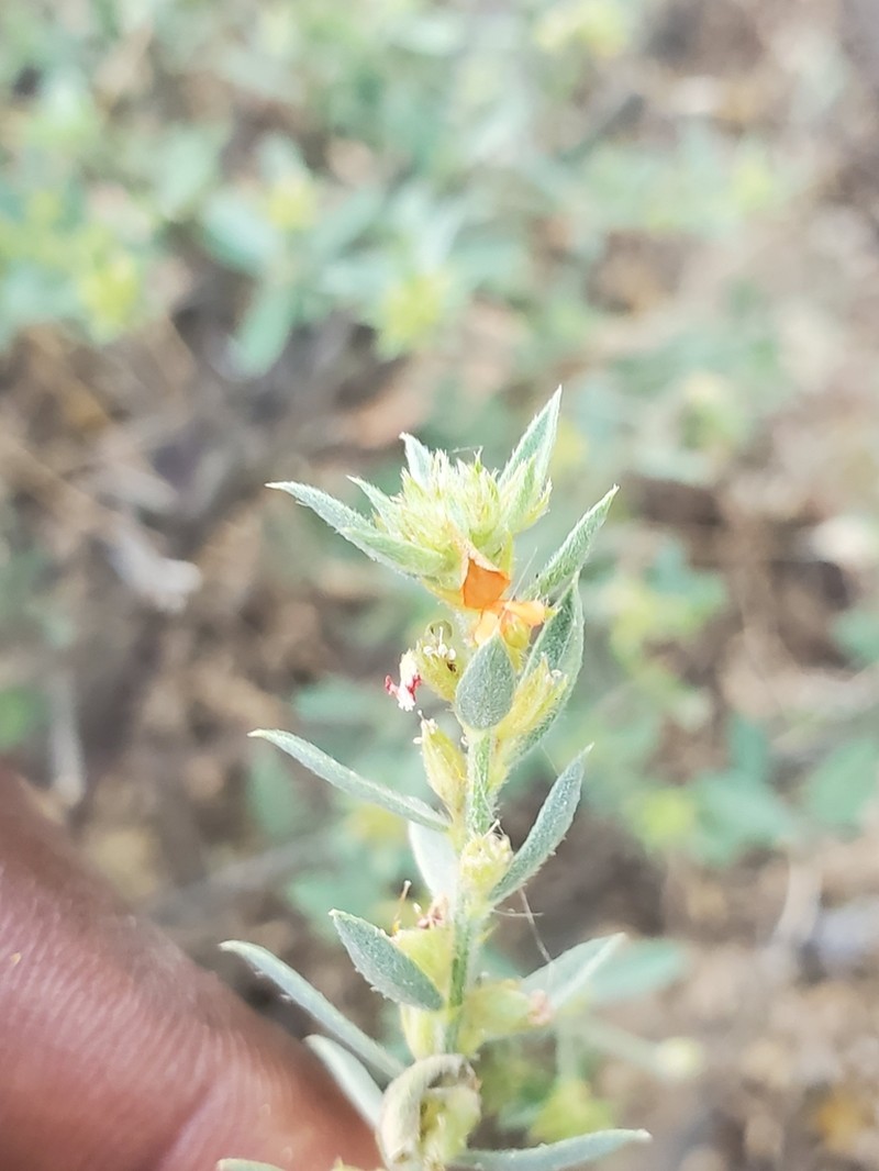 Indigofera pulchra photo 3
