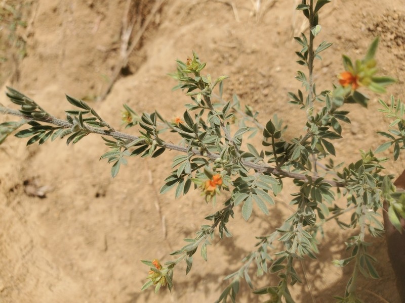 Indigofera pulchra photo 4