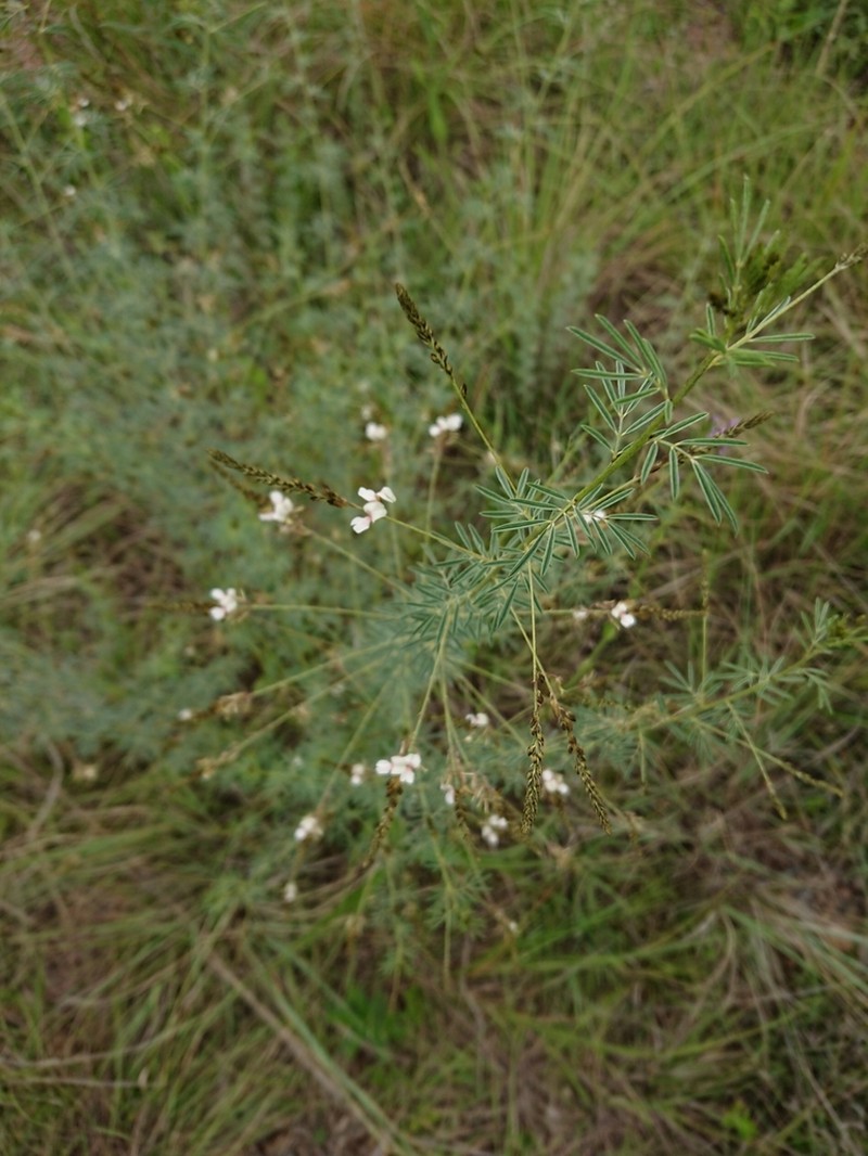 Indigofera punctata