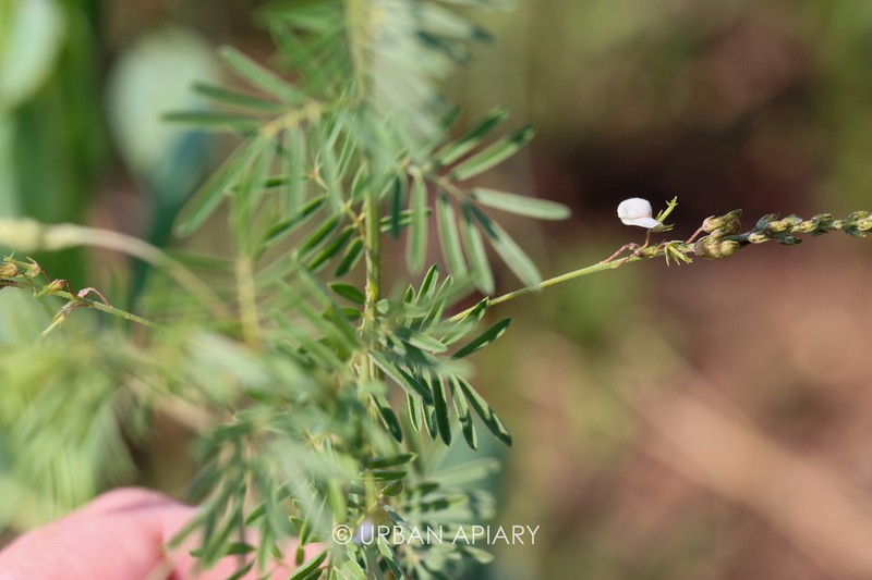 Indigofera punctata photo 2