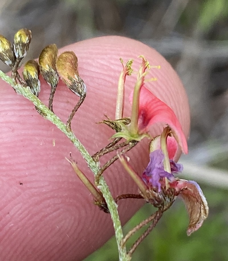 Indigofera punctata photo 3