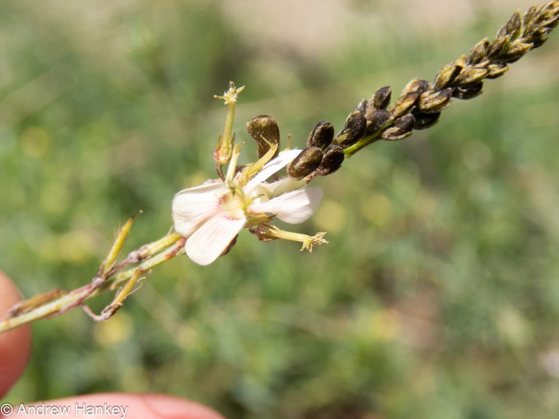 Indigofera punctata photo 4